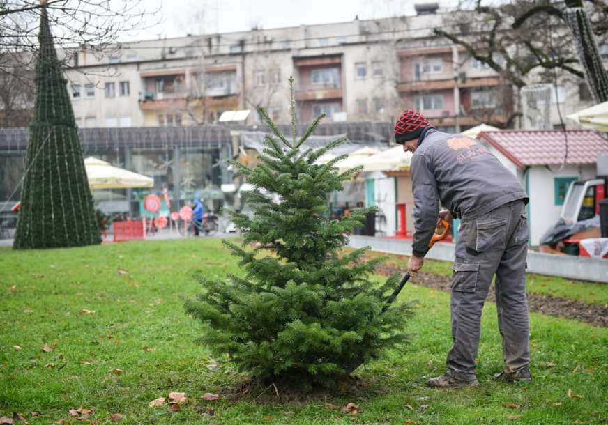 Nastavlja Se Jesenja Sadnja Kavkaska Jela Krasi E Park Petar Ko I