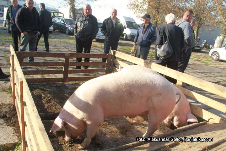 Sto Ari Ure Da Prodaju Svinje Na Snazi Nove Mjere Za Suzbijanje