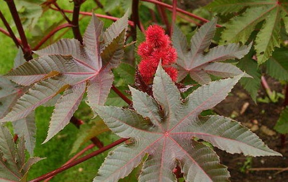 Ricinus-communis