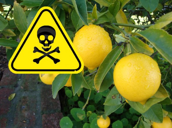 lemon-tree-danger3