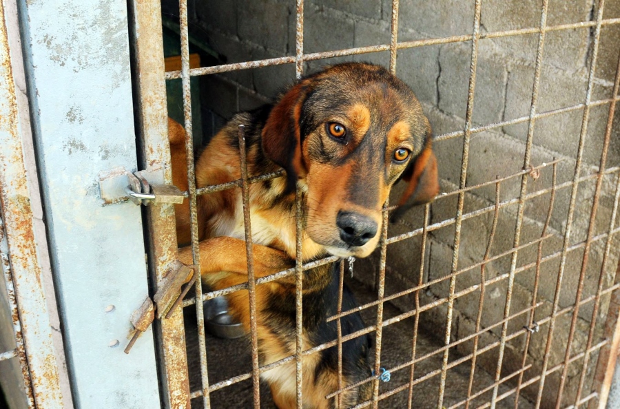 mogu li psi uzimati amoksicilin za odrasle