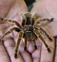 tarantula